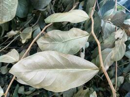 dry leaves, with a pile of dry grass photo