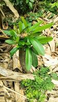 green leaves on trees in the garden photo