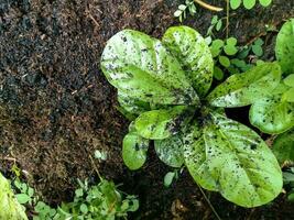 plant in the garden on the ground photo