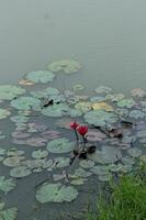 Pink lotus in the lagoon photo