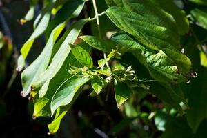 green leaves in the sun photo