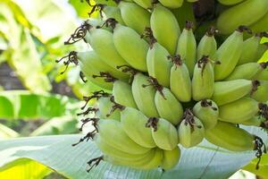 Banana trees in the garden photo