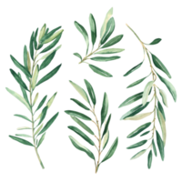 oliv grenar uppsättning. vattenfärg hand dragen botanisk illustration. kan vara Begagnade för kort, logotyper och paket design png