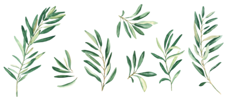 olive branches ensemble. aquarelle main tiré botanique illustration. pouvez être utilisé pour cartes, logos et paquet conception png