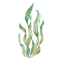 algas verde laminaria algas. submarino Oceano plantas. acuarela ilustración. diseño elemento. png