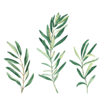 olive branches ensemble. aquarelle main tiré botanique illustration. pouvez être utilisé pour cartes, logos et paquet conception png