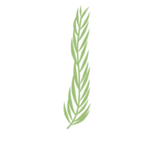 feuille de palmier verte png