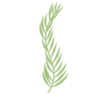 folha de palmeira verde png