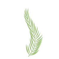 grünes Palmblatt png
