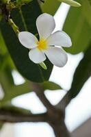 blanco frangipani flores en el jardín foto