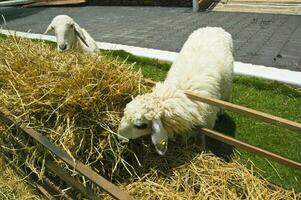 two sheep eating grass photo