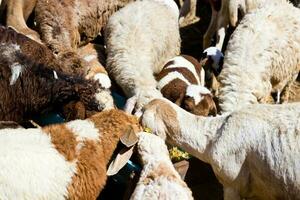 Many of the sheep to eat. photo