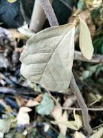 dry leaves, with a pile of dry grass photo