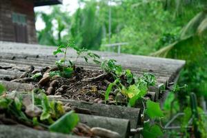 Tamarind sapling on the roof of a house in the rainy season photo