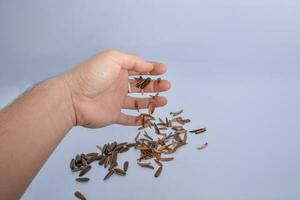 sunflower seed shells after eating isolate white background photo