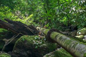 Water pipes in the forest for a long time photo