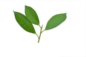 korean banyan leaves isolate white background photo