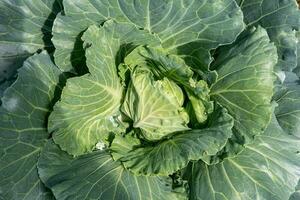 Cabbage in the garden on background. green cabbage trees planted in the soil in organic farm, no chemicals. Scientific name Brassica oleracea var. photo