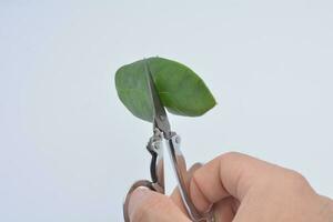 Cutting leaf with scissors isolate white background photo