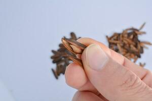 shelled sunflower seeds to eat in male hands isolate white background photo