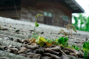 Tamarind sapling on the roof of a house in the rainy season photo