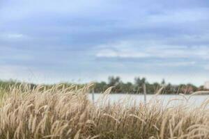 summer meadow grass. abstract green foliage blur background with shallow depth of field photo