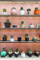 Small cactus in the pots on shelf furniture. Many trees in the small pot show on a wooden shelf photo