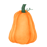 pumpa vattenfärg vegetabiliska png