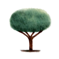 un grande árbol png