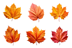 Collection of autumn leaves isolated on transparent background. ai generated png