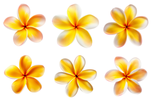 frangipani, plumeria flores coleção isolado em transparente fundo. ai gerado png