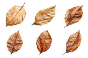 Collection of dried leaves isolated on transparent background. ai generated png