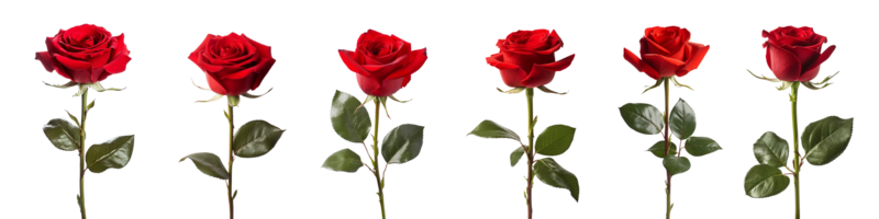 red rose with leaf isolated on transparent background. ai generated png