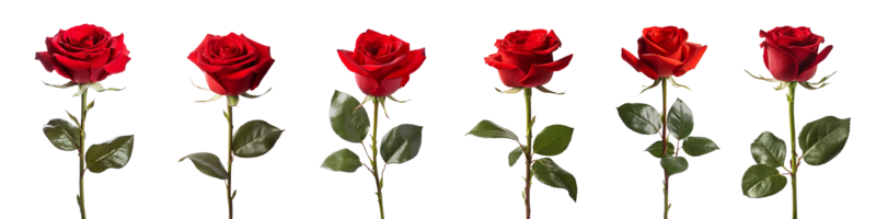 red rose with leaf isolated on transparent background. ai generated png