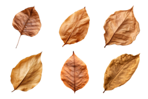 Collection of dried leaves isolated on transparent background. ai generated png