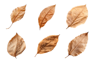 Collection of dried leaves isolated on transparent background. ai generated png