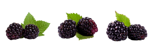 Fresh blackberries with green leaves isolated on transparent background. ai generated png