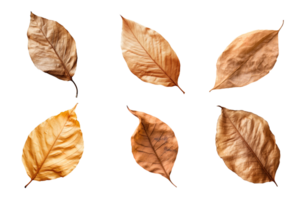 Collection of dried leaves isolated on transparent background. png