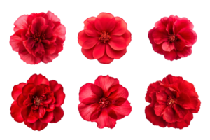 Selection of various red flowers isolated on transparent background png