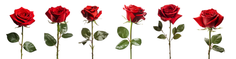 red rose with leaf isolated on transparent background. ai generated png