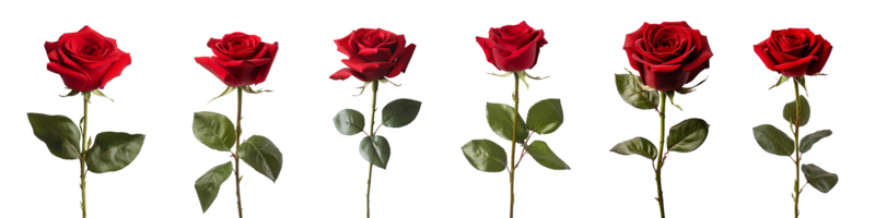 red rose with leaf isolated on transparent background. ai generated png