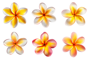 frangipanier, plumeria fleurs collection isolé sur transparent Contexte. ai généré png