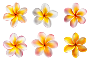 frangipani, plumeria flores coleção isolado em transparente fundo. ai gerado png