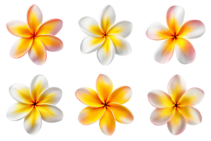 frangipane, plumeria fiori collezione isolato su trasparente sfondo. ai generato png