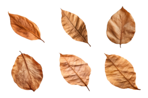 Collection of dried leaves isolated on transparent background. png
