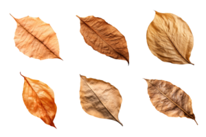 Collection of dried leaves isolated on transparent background. png
