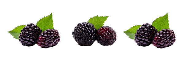 Fresh blackberries with green leaves isolated on transparent background. ai generated png