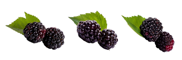 Fresh blackberries with green leaves isolated on transparent background. ai generated png