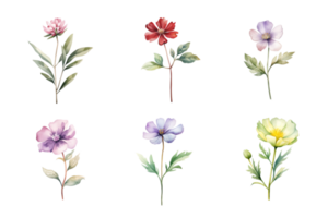 skön vattenfärg blommig ritad för hand samling, vild fält blommor. ai genererad png