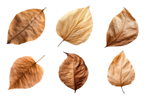 Collection of dried leaves isolated on transparent background. png